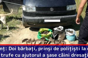 Neamţ: Doi bărbaţi, prinşi de poliţişti la cules trufe cu ajutorul a şase câini dresaţi