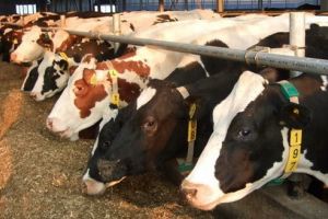 Investiţie pentru fermieri, în Bichiş