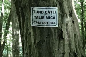 Pădurea Trivale, graffiti şi anunţuri publicitare