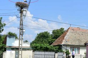 FOTO/ Barza buclucaşă de la Vinţu de Jos. Operaţiunea „mutatul cuibului”, o problemă majoră pentru primarul din localitate