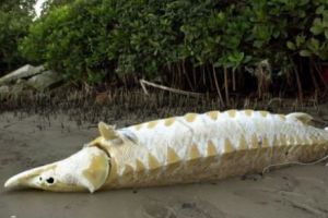 Pescuitul abuziv a scăzut libidoul peştilor. Braconajul electric a castrat peştii, susţin specialiştii!