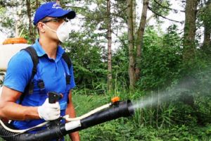 Campanie de dezinsecţie pentru combaterea ţânţarilor la Sibiu