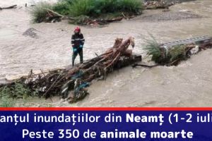 Bilanţul inundaţiilor din Neamţ (1-2 iulie): Peste 350 de animale moarte