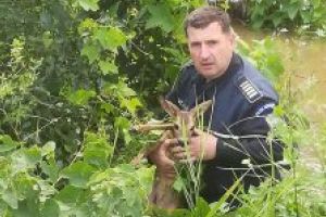 Un poliţist covăsnean a salvat un pui de căprioară aflat în pericol de înec