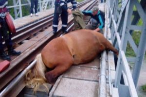 Foto – Cal salvat in extremis de pompierii sibieni. Acţiunea a fost dificilă