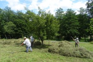 Învaţă marţi să dai la coasă în Muzeul Astra – Atelier interactiv