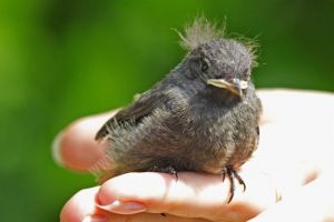 Pui de păsări, căzuţi din cuib? Ce trebuie să facem că aceştia să supravieţuiască