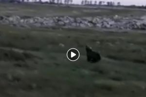 ALERTĂ/ Urs filmat în apropiere de Pădurea Ceala (VIDEO)