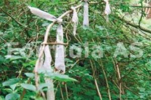 Urşii alungă turiştii care vor să ajungă la „Izvorul de ochi” din Bodoc