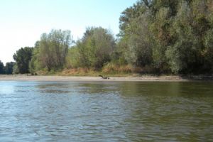 Misterul CREATURII fotografiate în Parcul Natural Lunca Mureşului (FOTO)