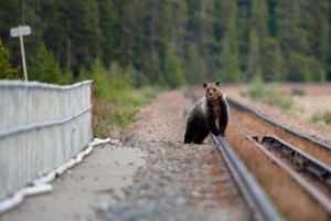Un urs a fost filmat alergând lângă Arad I VIDEO