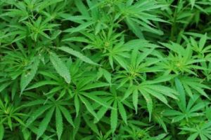 Dezvăluiri şocante şi controversate: Iisus ar fi folosit ulei de CANNABIS pentru a face MIRACOLE vindecătoare