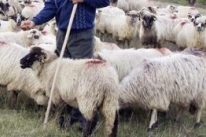 Lupul, paznic la oi! Un cioban din Prahova a furat 4 mioare din stana pe care o avea in grija