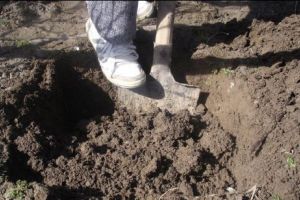 Povestea unei CRIME îngrozitoare! Un bărbat şi-a îngropat concubina de vie pe un câmp de lângă Iaşi.  Criminalul a recunoscut totul 