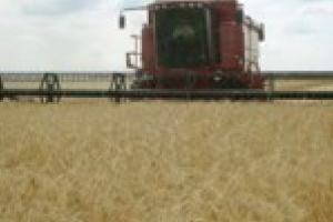 Multumim PSD / Arabii au cumparat Insula Mare a Brailei / Graul pentru paine va fi inlocuit cu lucerna pentru camilele unui seic!