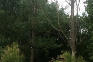 Constanta. Serviciul Gestionare Spatii Verzi, actiune de toaletare si taiere a arborilor din parcul Tabacarie