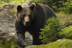 Ursul „oportunist” de la Vulcan a fost capturat