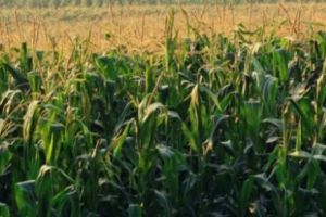 O ţară arabă vine din deşert să salveze agricultura românească. Este oficial! O firmă din Emiratele Arabe Unite a preluat Agricost SA