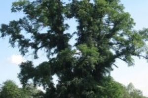 Ulmul din Căpeni, neclintit în faţa intemperiilor