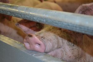 Cum se rezolvă o porcărie