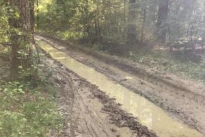 De ce nu e pădurea Trivale un simbol al Piteştiului?