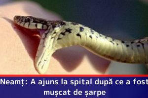 Neamţ: A ajuns la spital după ce a fost muşcat de şarpe