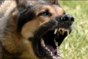 Dacă până astăzi se credea că LUPII sunt mai NESUPUŞI decât CÂINII, un studiu arată cu totul altceva