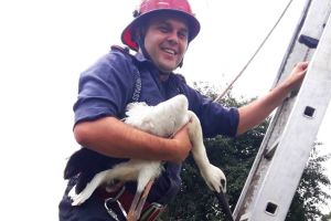 Ialomiţa: Un pui de barză, căzut din cuib, salvat de pompieri