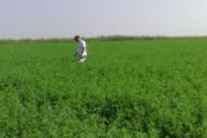 I-a furat lucerna de pe camp