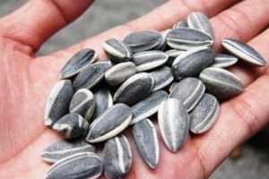 Amendată pentru consum de seminţe în parc!