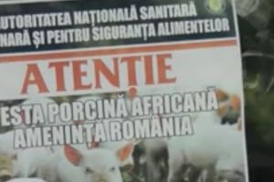 Alertă de pestă porcină în România. Zeci de mii de animale vor fi sacrificate