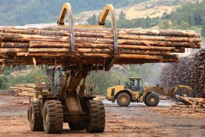 Din nou la Bilbor: Peste 1.000 de metri cubi de lemn confiscaţi de la o societate comercială şi amendă de 10.000 lei