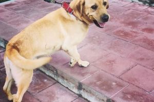 Un Labrador superb isi cauta familie! Max poate fi adoptat de la Asociatia Arca lui Norocel din Campina