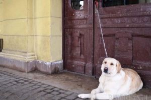 Viaţă de câine: Peste 28.500 de câini înregistraţi în Oradea împart doar 10 ţarcuri, şi acelea în stare deplorabilă (FOTO)