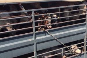 Fermierii români au exportat mai multe animale vii