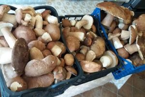 Zece bistriţeni intoxicaţi după ce au mâncat ciuperci de pădure. Doi, în stare gravă la Cluj