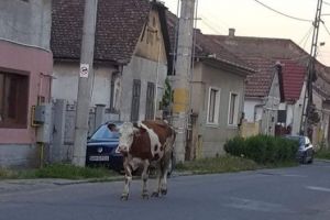 Aradul pitoresc! Încă nu avem trăsuri trase de cai, în schimb avem VACI care se plimbă în centru
