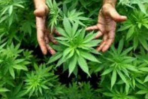 Bărbaţi din Vrancea arestaţi după ce au înfiinţat o cultură de canabis