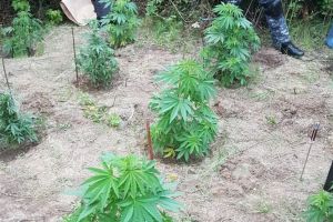 Cultura impresionanta de cannabis, descoperita de politisti. Unde era cultivata planta