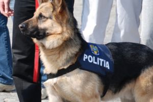 Căutările băiatului din Bălan continuă. Cu speranţa că-l vor găsi pe micuţ, s-au alăturat căutărilor pădurarii şi trei câini poliţişti de urmă