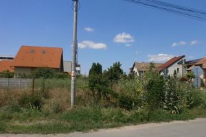 Politia Locala da raportul: ce facem cu ambrozia din Timisoara!