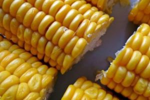 PANICĂ în Europa! Porumbul din Ungaria este infestat cu o BACTERIE MORTALĂ!  