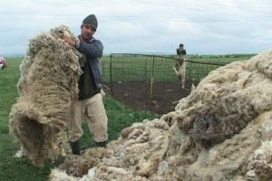 “Programul  lâna” are succes la ciobanii dâmboviţeni! 187 de crescători de ovine s-au înscris în program