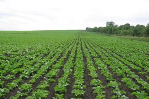 Agricultura pe înţelesul tuturor – Modele de asolamente de culturi de câmp