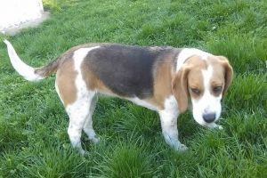 S-a pierdut căţeluşa Jojo. Proprietarii oferă recompensă pentru găsirea ei