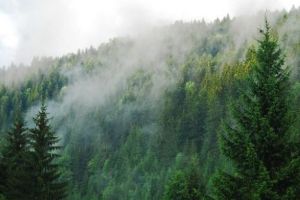 Un document CNSAS a reparat o greşeală revoltătoare. Pădurile unui criminal de război, restituite statului român