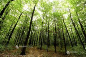 Mureş: Peste 9.300 ha de pădure au revenit în proprietatea statului în baza unui document al CNSAS