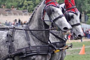 Caii vor fi vedetele acestui sfârşit de săptămână, la Bodoc