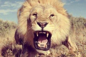 Final TRAGIC pentru mai mulţi BRACONIERI. Au fost MÂNCAȚI de LEI