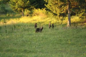 Apariţiile ursoaicelor cu pui stârnesc panica printre locuitorii de lângă Miercurea Ciuc